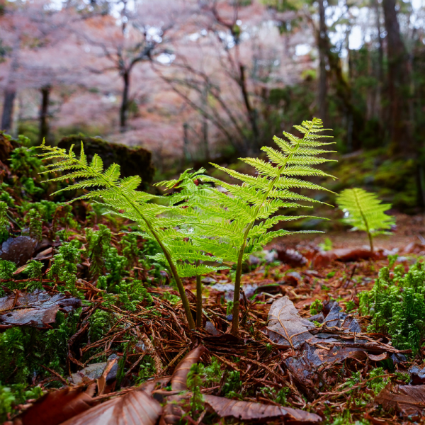 弥生空に舞う早蕨と春霞のひらめき