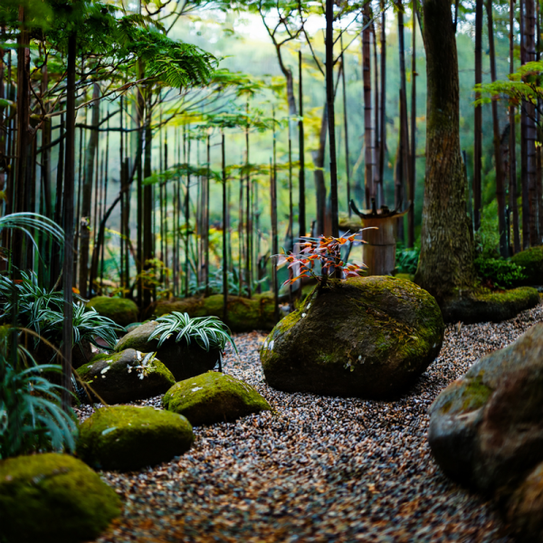 擬態で身を守る植物のミムレシオンという生存戦略