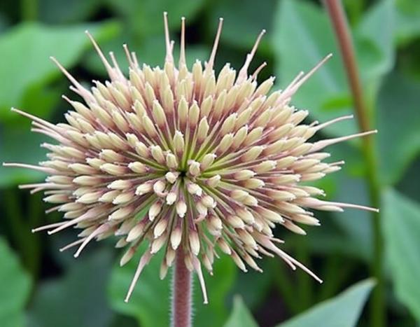 豆類の窒素固定能力が農業と環境に与える大きな影響と未来への可能性