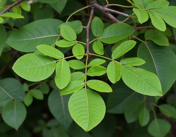 ギムネマシルベスタの健康効果を探る 糖分コントロールから肝臓保護まで驚きの多面的な効果